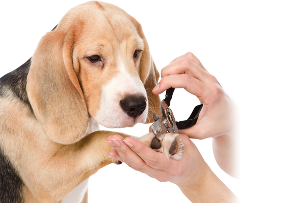 Dog grooming and on sale nail clipping