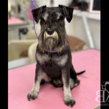 the barking boutique dog grooming