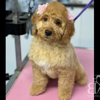 the barking boutique dog grooming